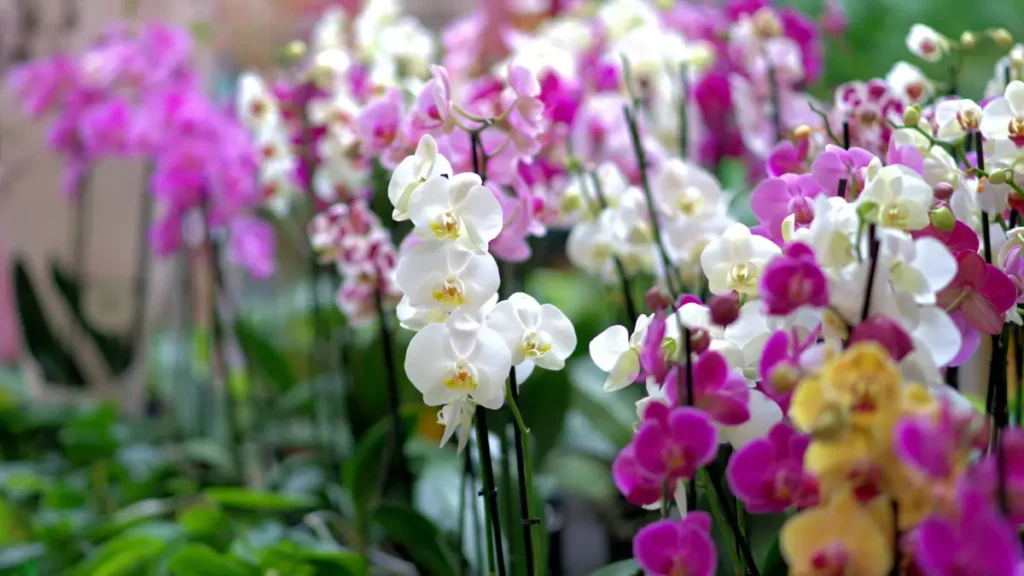Como Cuidar de Orquídeas