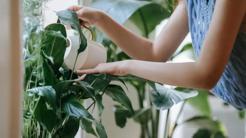 Como Regar Plantas Corretamente