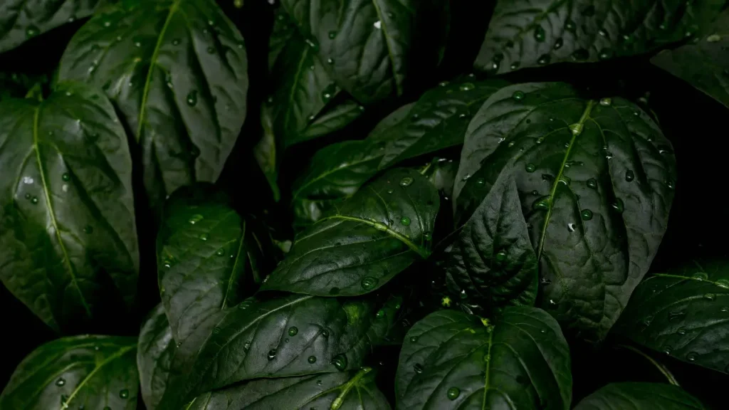 Como cuidar das plantas de sombra corretamente