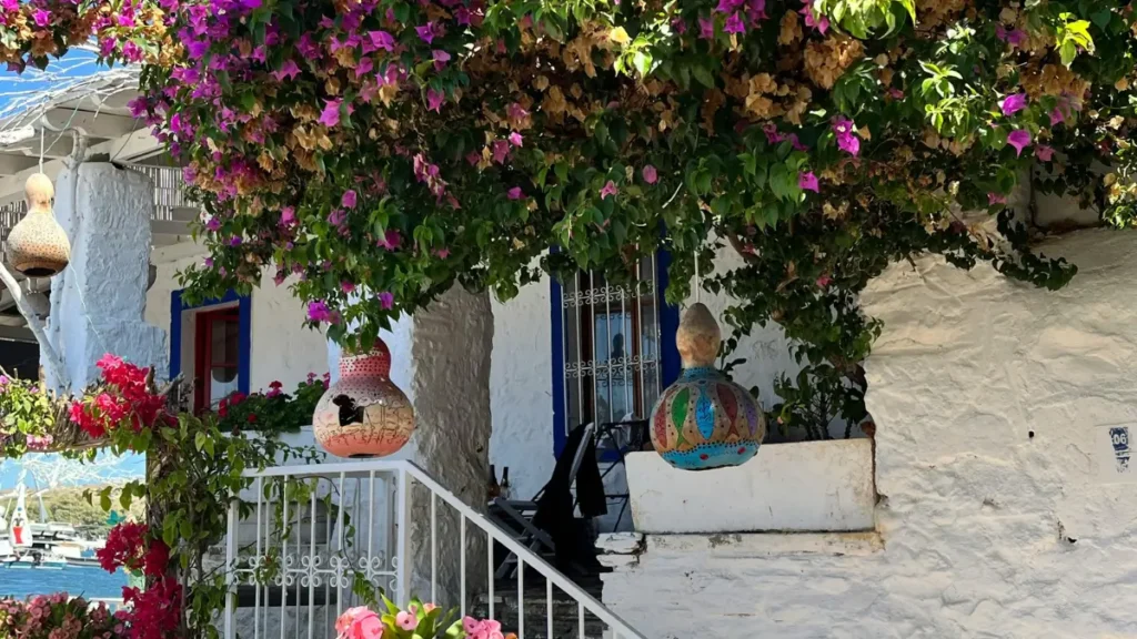 Como escolher plantas ornamentais