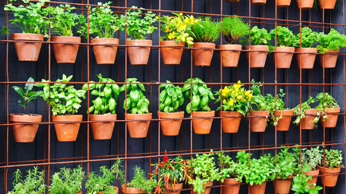 Horta Vertical