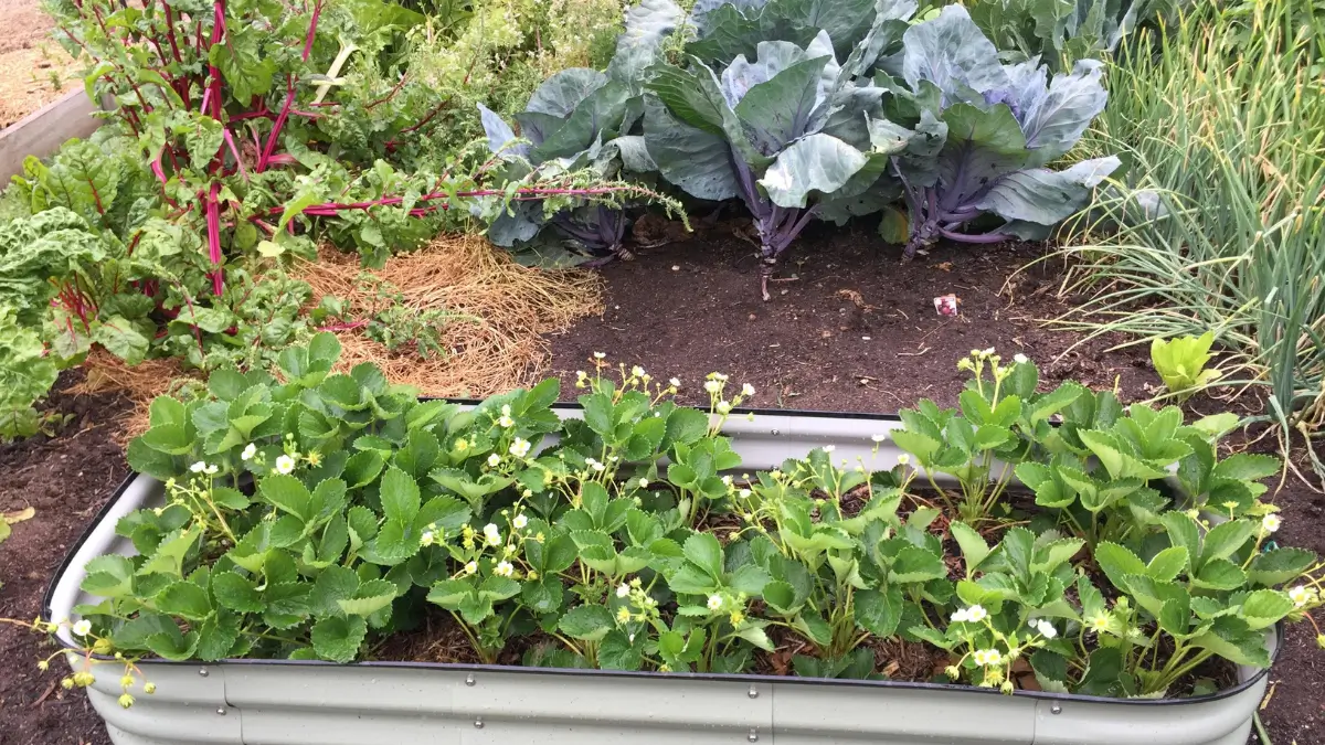Horta em Casa