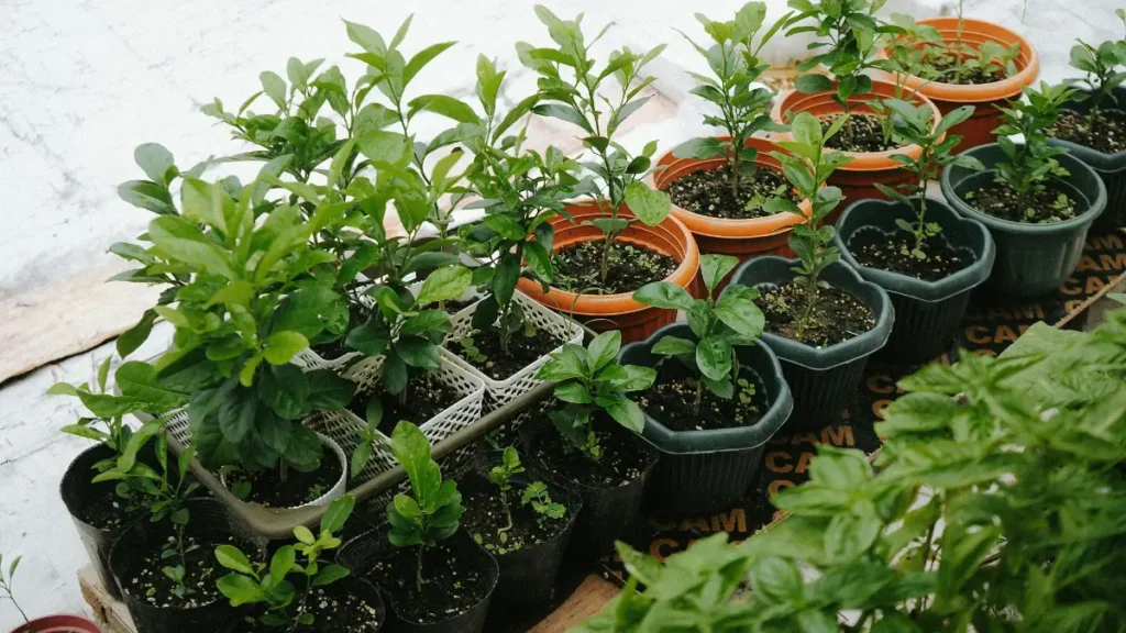 Horta na cozinha funcional e charmosa