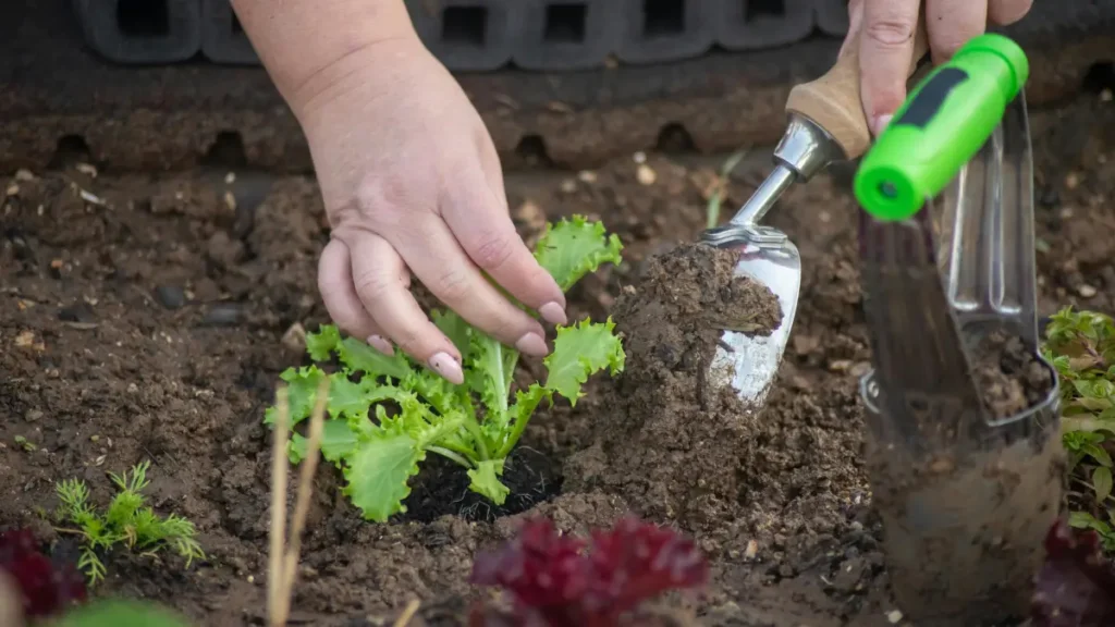 O que plantar na sua horta em casa