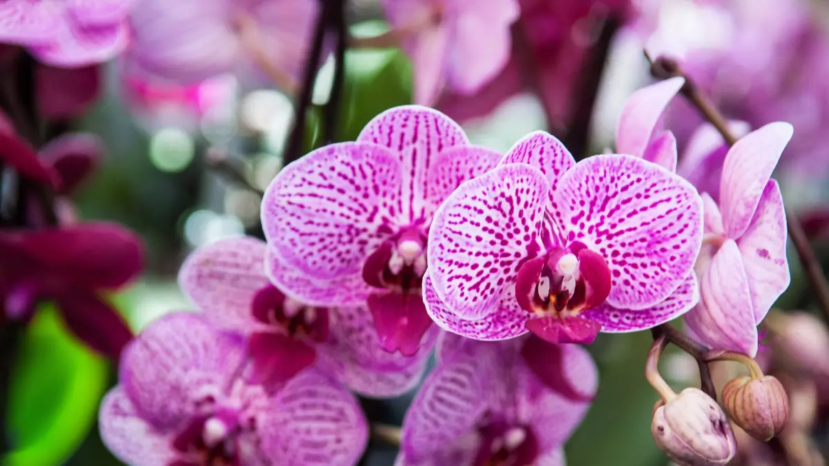 Orquídeas