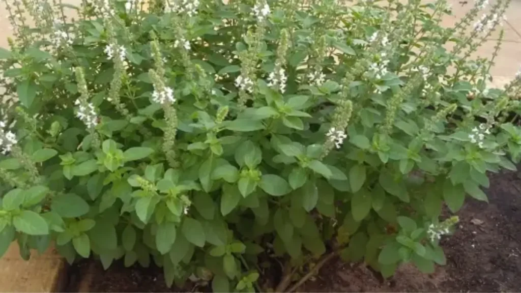 Os 7 Temperos para horta Mais Fáceis de Cultivar