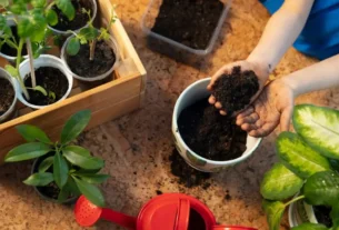 Plantas Fáceis de Cuidar