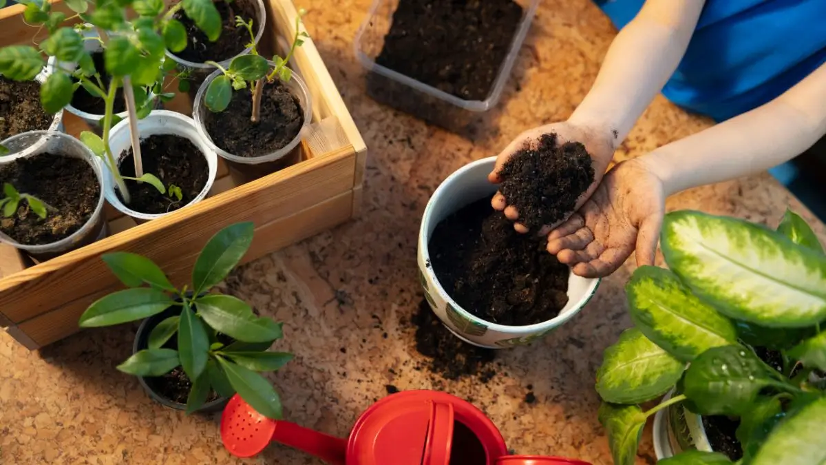 Plantas Fáceis de Cuidar