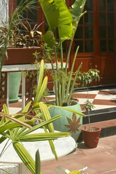 Plantas Ornamentais
