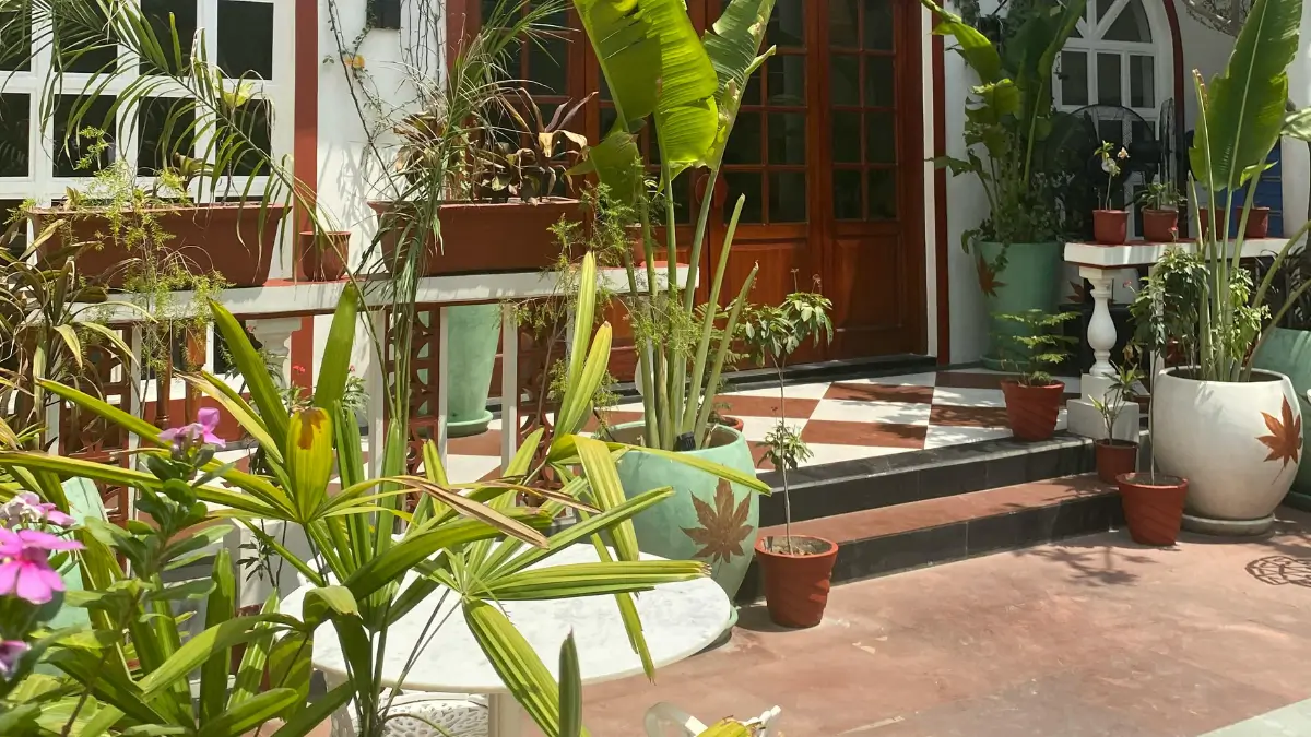 Plantas Ornamentais