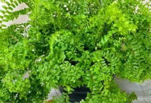 Plantas que Purificam o Ar