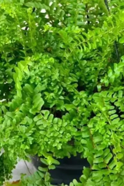 Plantas que Purificam o Ar