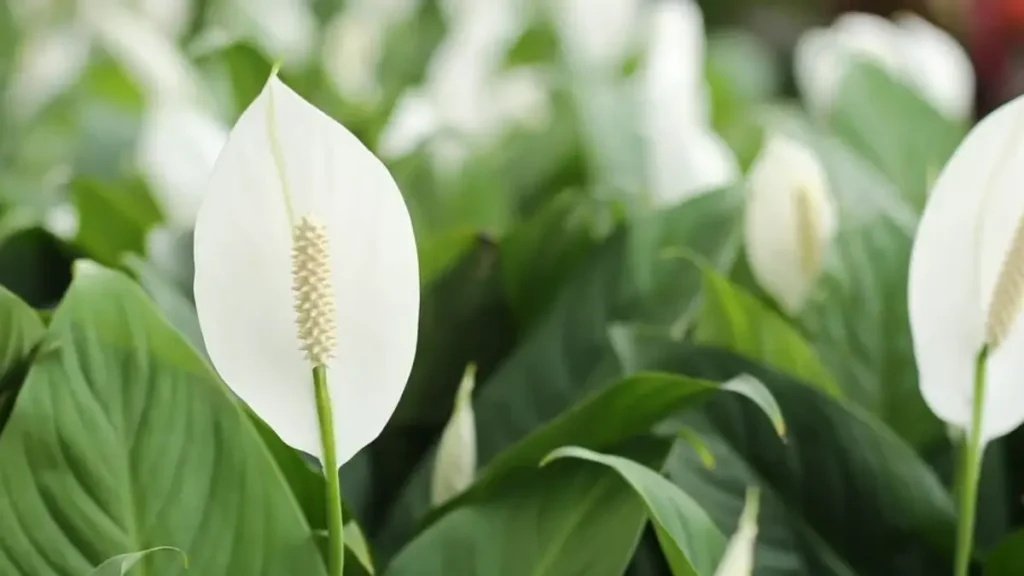Plantas que Purificam o Ar Lista com Cuidados Essenciais