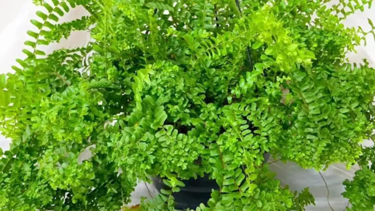 Plantas que Purificam o Ar