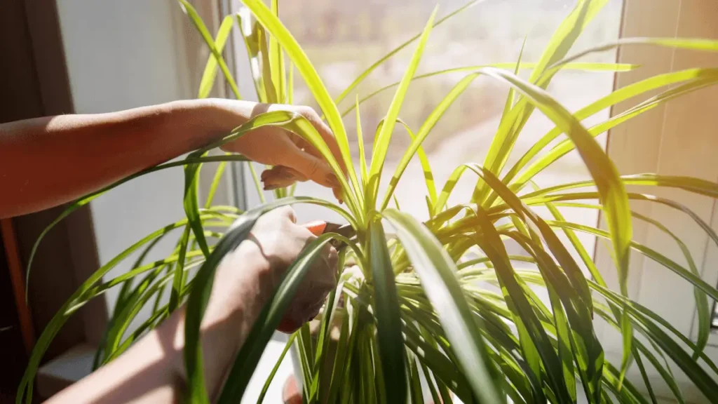desenvolvimento das plantas