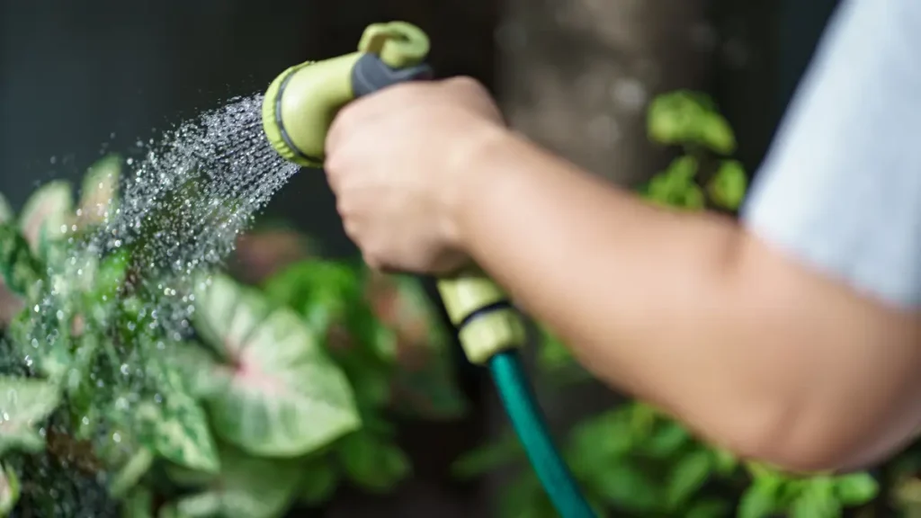 plantas mais fáceis de cuidar em casa