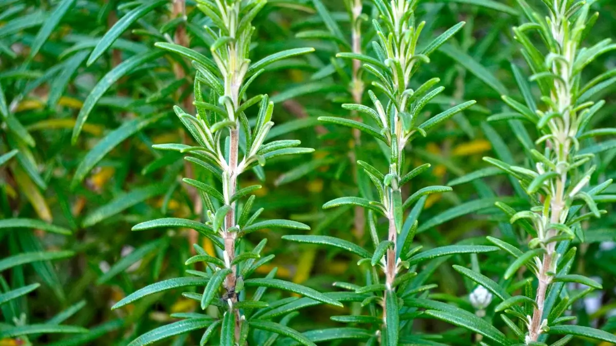 temperos para horta
